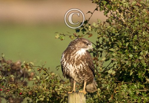 Common  Buzzard  DM1864